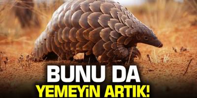 Uzmanlar uyardı! Pangolin ve  zırhla kaplı hayvanların yenilmeyin