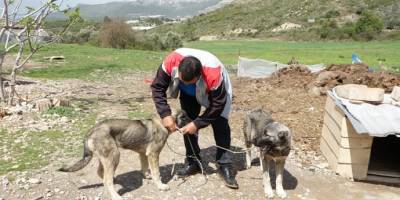 Antalya'nın Serik ilçesinde Havuza düşen kangal köpeğini, kardeşi kurtardı
