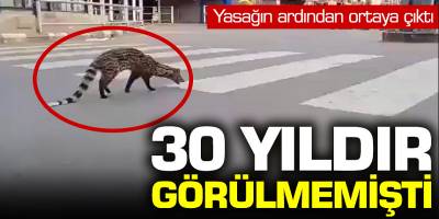 Yasağın ardından ortaya çıktı! 30 yıldır görülmemişti...