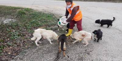 Düzce Belediyesi Veteriner İşleri Müdürlüğü sokak hayvanlarını unutmadı