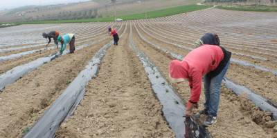 Salihli Ziraat Odası Başkanı Çiftçimiz korona virüsüne rağmen üretmek zorunda