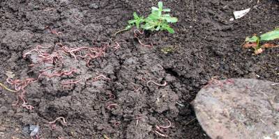 Aydın’da üretilen solucan gübresi altın kadar değerli