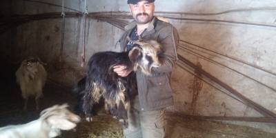 Siirt’in Şirvan ilçesine bağlı Elmadalı köyünde kar yağışı hayvan sahiplerini vurdu