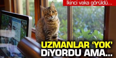 İkici kedi sahibinde de vaka görüldü... Uzmanlar ''yok'' diyordu ama...