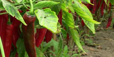 Samandağ biberi Şifa deposu tüketicinin gözdesi oldu