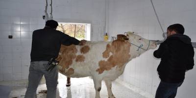 Çorum İskilip Belediyesi “Korona virüs”ün defi için kurban kesti