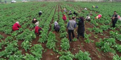 Adana'da drone gören tarım işçileri fotoğraf çektirme yarışına girdi