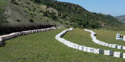 Batman'ın Sason ilçesinde Korona virüsü fırsat bulan hırsızlar 60 kovan arı çaldı