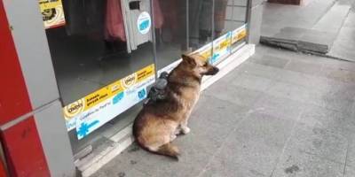 Güvercin ve köpeğin şaşırtan dostluğu Korona virüs onları ayıramadı