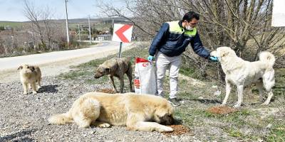 Tepebaşı Belediyesi sokaktaki canlar unutmuyor