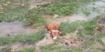 Elazığ'da İmam bataklığa saplanan buzağıyı kurtardı