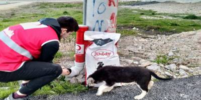 Afyonkarahisar'da Kızılayın genç gönülleri aç kalan sokak hayvanlarına sahip çıktı