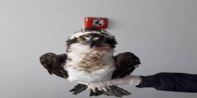 Bir vatandaşın bulduğu yaralı Balık Kartalı tedavi altına alındı