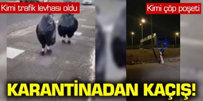 Karantinadan kaçış; Kimi trafik levhası, kimi çöp poşedi...