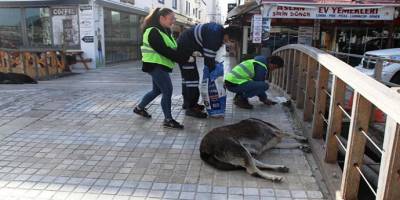Muğla Bodrum’da sokak hayvanlarına 11 bin kilo mama dağıtıldı