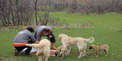 Bingöl Belediyesi sokak hayvanlarına yem ve mama bıraktı