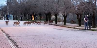 Tunceli'nin Çemişgezek ilçesinde yaban keçileri çatıya kadar çıktı