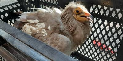 Adıyaman’da Yorgun düşen akbaba tellere çarptı