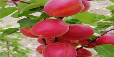 Mersin’in Mut ilçesinde Kayısıda sezon heyecanı