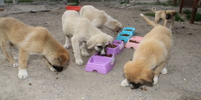 Diyarbakır Bismil Belediyesi sokak hayvanlarını unutmadı