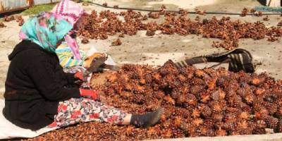 Başkan Bahattin Sürücü kozalak emekçilerine teknik destek sağlanmalı