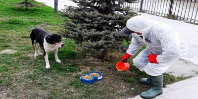 Bayburt belediyesi sokak hayvanlarını unutmuyor
