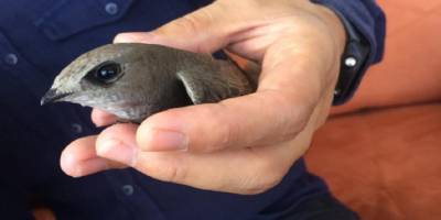 Bursa’nın İnegöl ilçesinde Ebabil kuşuna genç öğretmen ve ailesi sahip çıktı