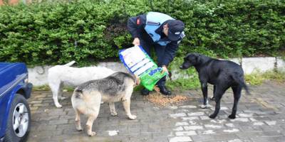 Aydın İncirliova Belediyesi can dostlar için mama bırakıyor