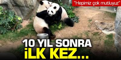 Hayvanat bahçesi kapanınca baş başa kalan pandalar 10 yol sonra çiftleşti