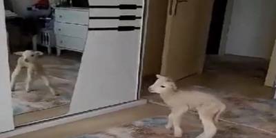 Çanakkale’de Evde bakılan kuzu karantina neşesi oldu