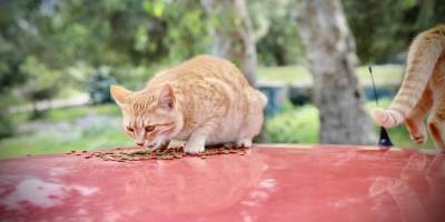 Aydın Didim’de sokak hayvanlarına karşı duyarsız kalınmadı
