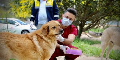 Didim Belediyesi sokak hayvanlarına karşı duyarsız kalınmadı.