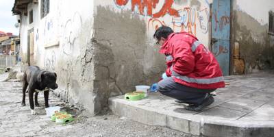 Bayburt’ta sokak hayvanları için mama, yiyecek ve su bırakıldı