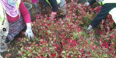 Düzce Belediyesi bahar hazırlığı