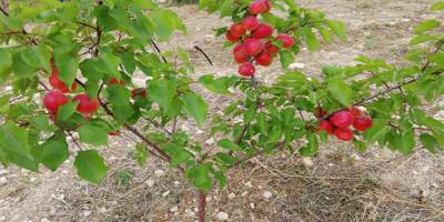 Mersin’in Mut ilçesinde kayısı üretimini her geçen yıl arttırıyor