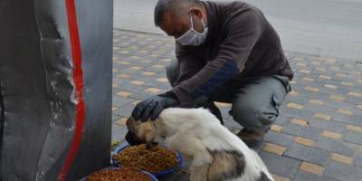 Kayseri Bünyan Belediyesi sokak hayvanlarını unutmuyor