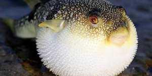 Balıkçıların Ağlarına Yüzlerce Balon Balığı Takıldı