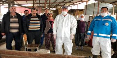 Milas'ta Tarım ve Orman Bakanlığı aşılama çalışmalarına devam ediyor