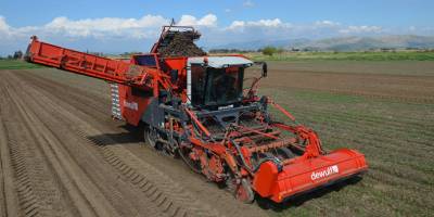 Siyah havucun büyük bölümü yurt dışına ihraç ediliyor