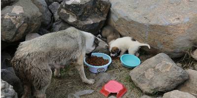Şırnak’ın Cizre Belediyesi sokak hayvanlarını unutmadı