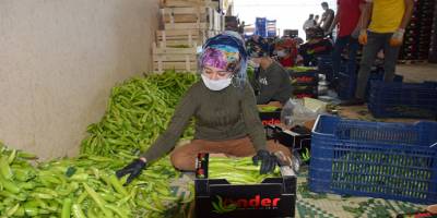 Antalya’nın Kumluca ilçesinde üretim ve paketleme devam ediyor.
