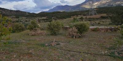 Mersin Silifke'de bir şahsın bahçesindeki zeytin ağaçları ikinci kez kesildi