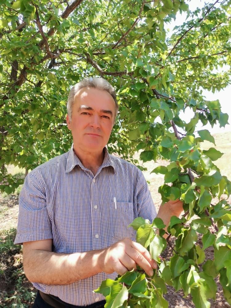 2020 tahmini kayısı rekoltesine itirazlar sürüyor