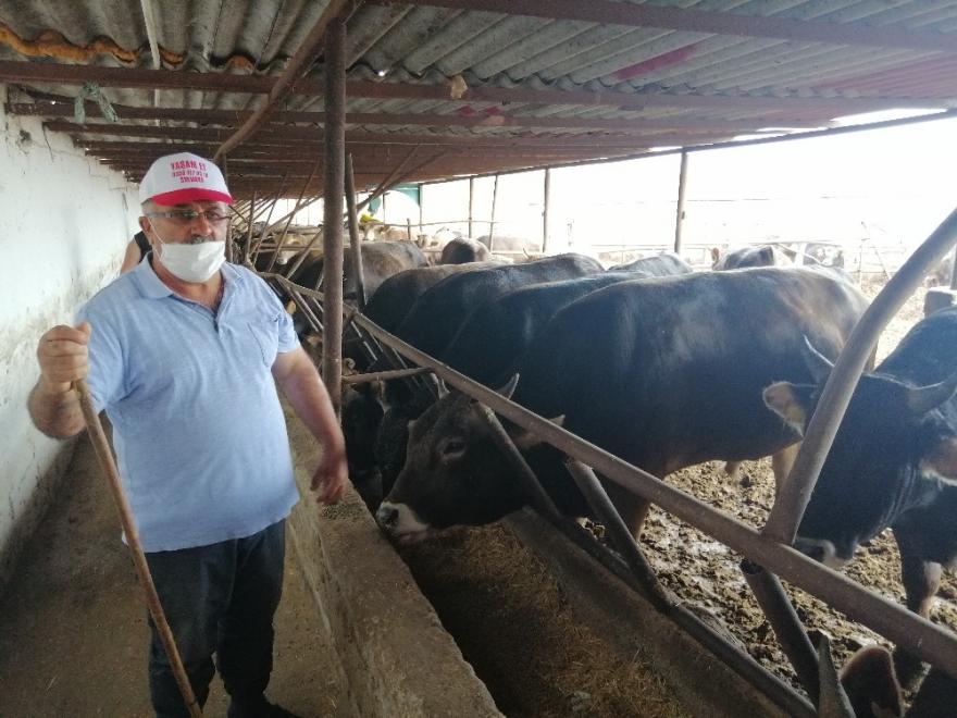 Amasya’da el sıkışmadan ’değnekle’ kurban pazarlığı