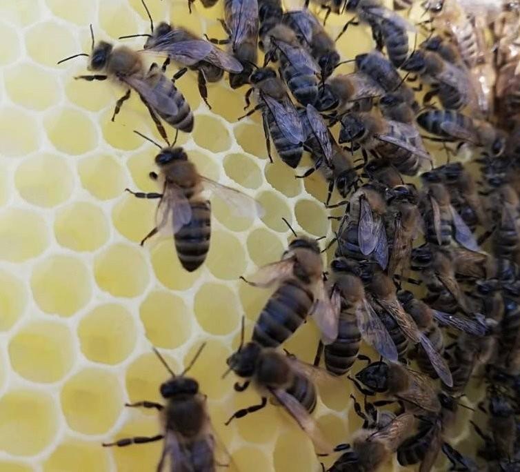 Türkiye’de ilk olacak Gökçeada arısına bal ormanı tesisi